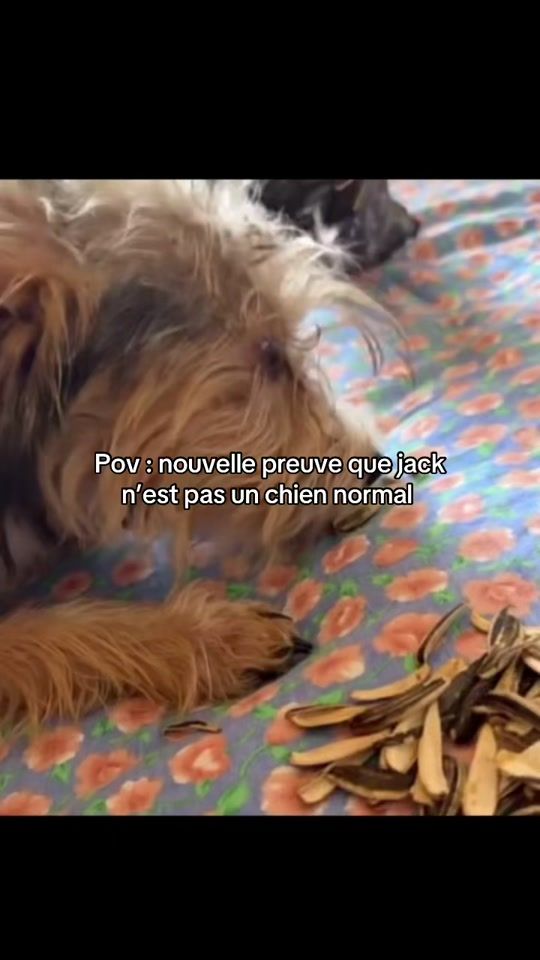 TikTok video thumbnail by influfrance