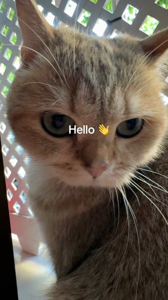 TikTok video thumbnail by juliettayprada