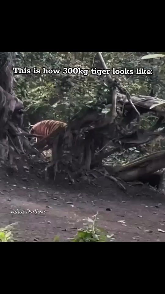 TikTok video thumbnail by godzilla33308