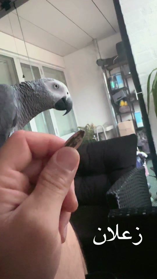 TikTok video thumbnail by khaledhasan05