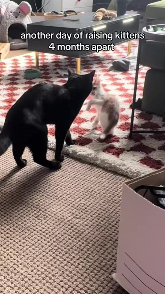 TikTok video thumbnail by omdkitties