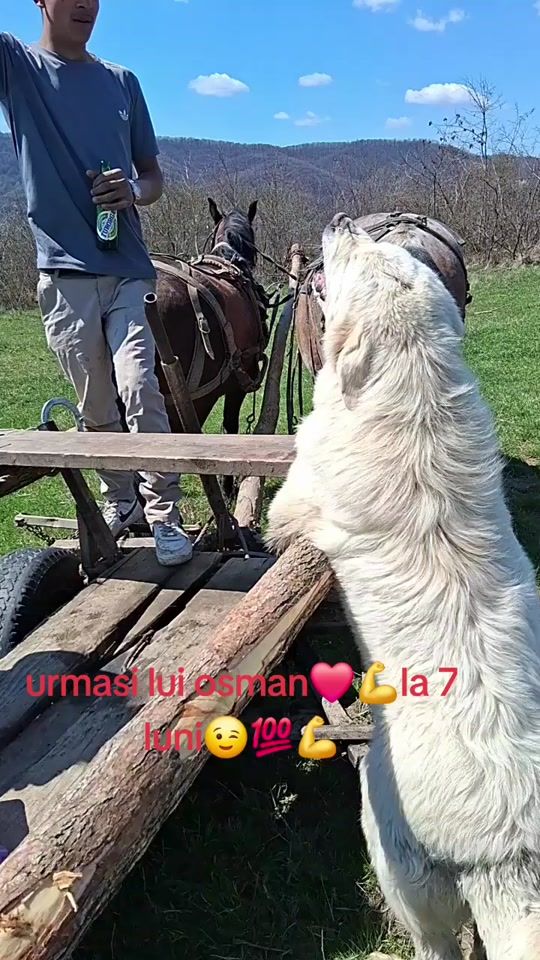 TikTok video thumbnail by geoana.oi