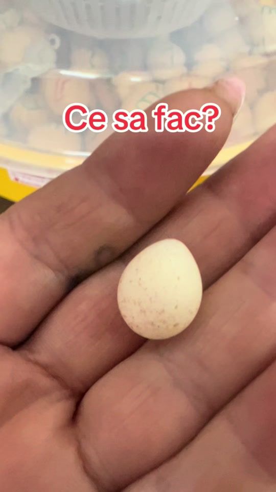 TikTok video thumbnail by berticikinga