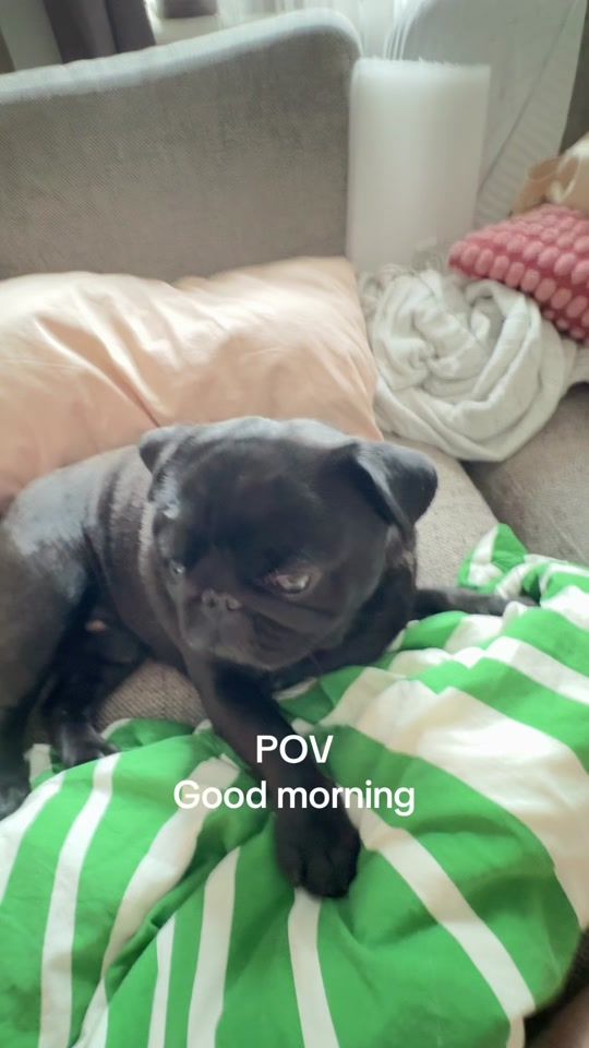 TikTok video thumbnail by basky_the_pug