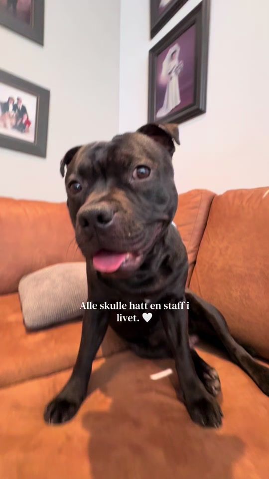 TikTok video thumbnail by nattis75