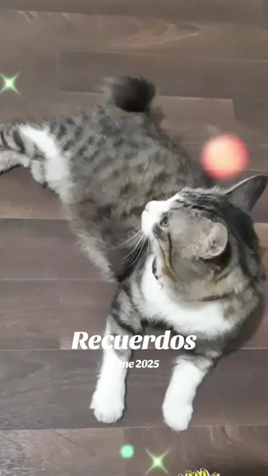 TikTok video thumbnail by kouki3571