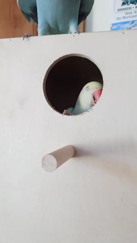 TikTok video thumbnail by my.little.rainbow.parrot
