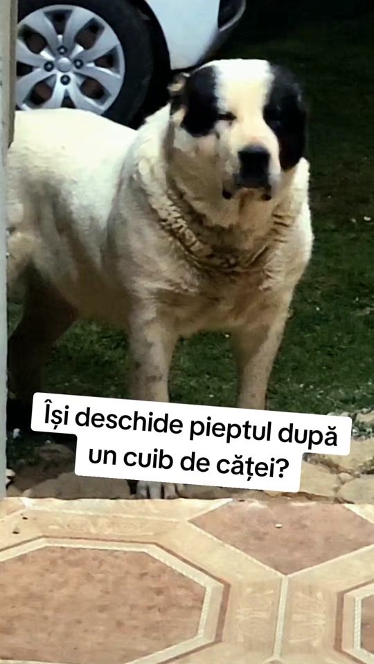 TikTok video thumbnail by rares.merca._