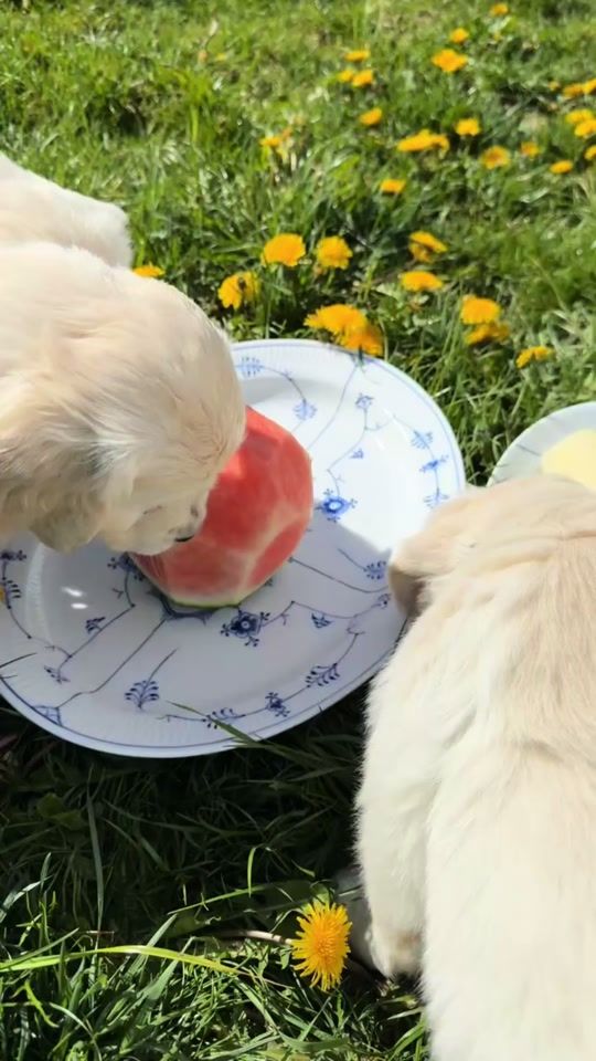 TikTok video thumbnail by dogmom.dk