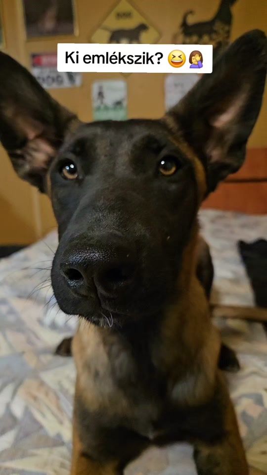TikTok video thumbnail by fenrirfalka