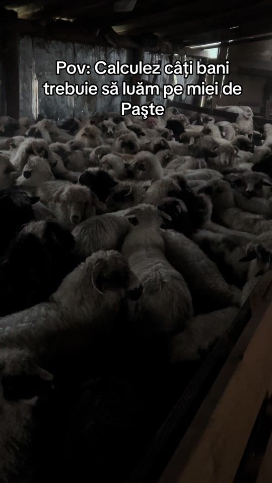 TikTok video thumbnail by denisa.maria16