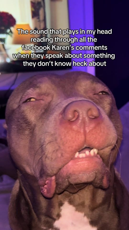 TikTok video thumbnail by softeekennels