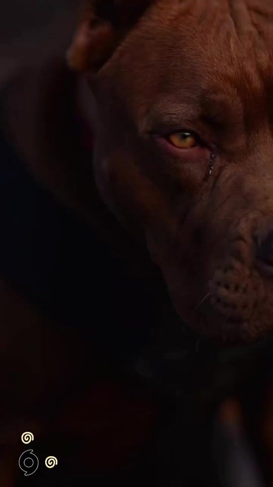 TikTok video thumbnail by pitbull_apbt_lovers