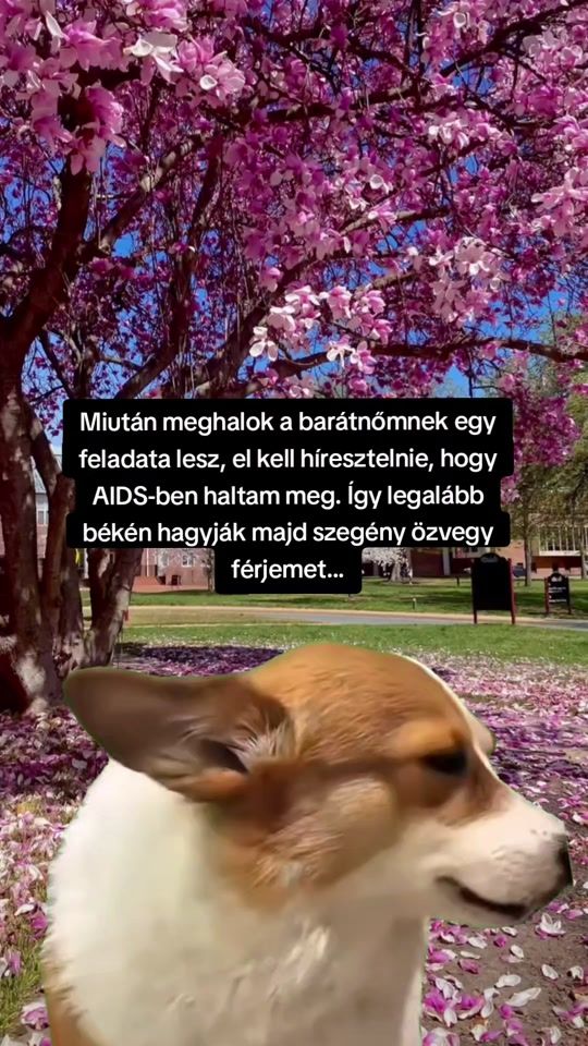 TikTok video thumbnail by leo_timi