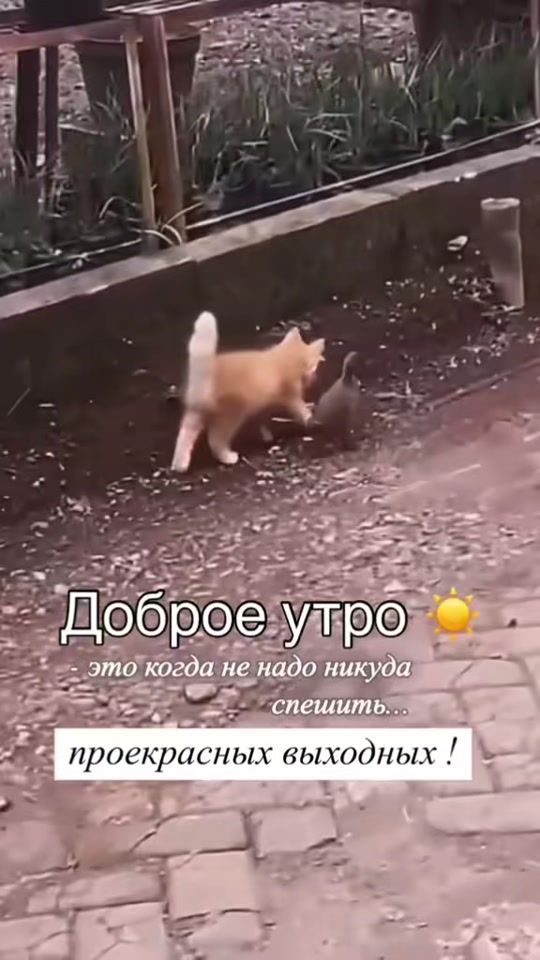 TikTok video thumbnail by tictoc.85