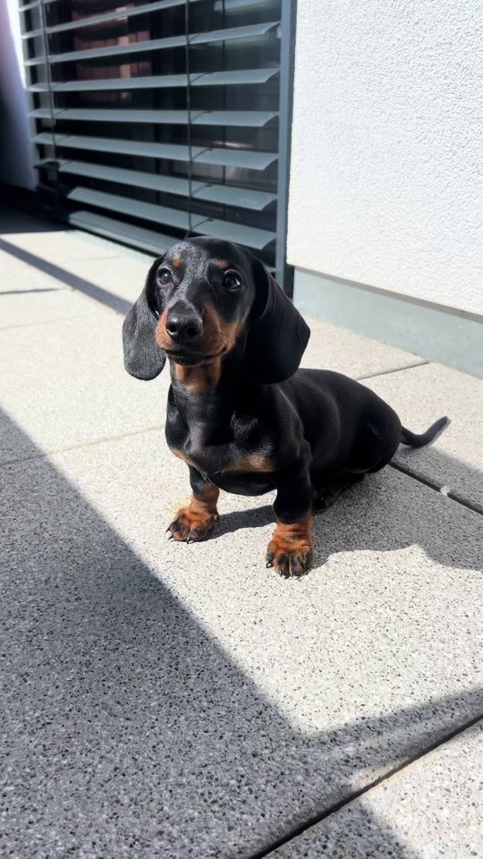 TikTok video thumbnail by falcothedachshund