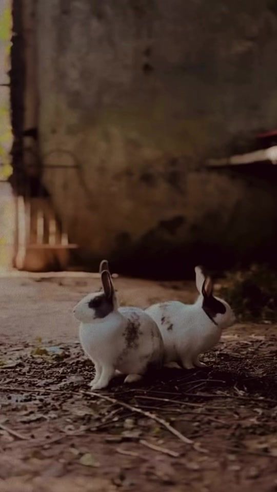 TikTok video thumbnail by kaur_mannat_