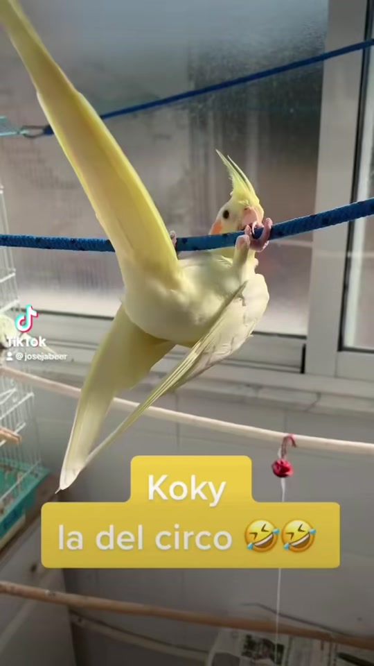 TikTok video thumbnail by josejabeer
