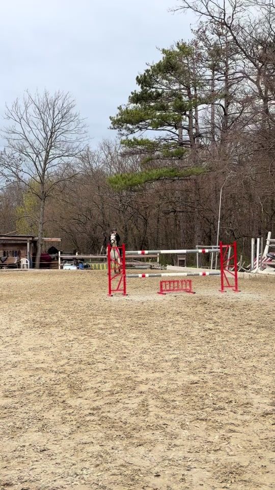 TikTok video thumbnail by adina.showjumping