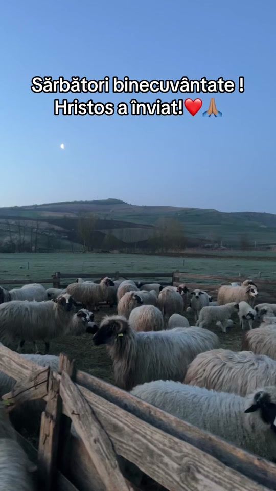 TikTok video thumbnail by aura_popean29