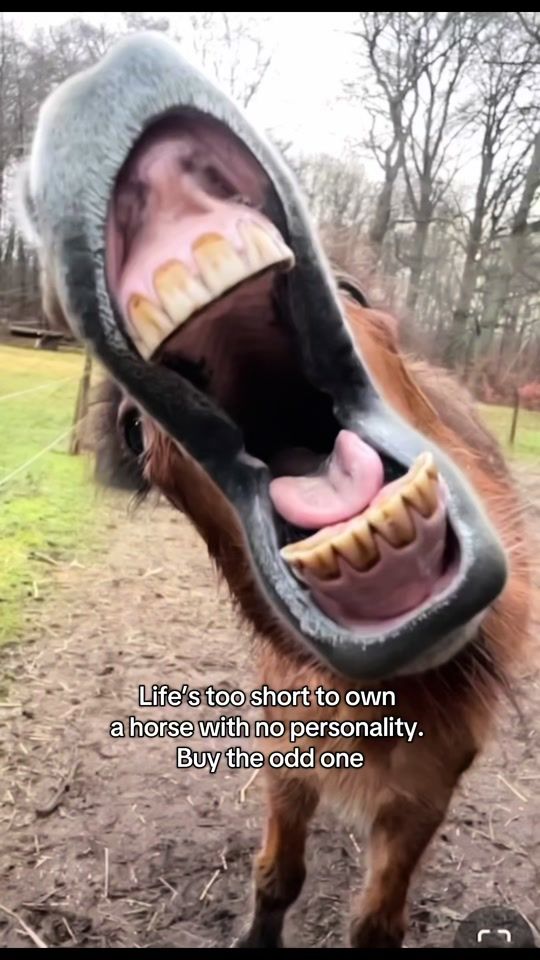 TikTok video thumbnail by kvika.disavideos