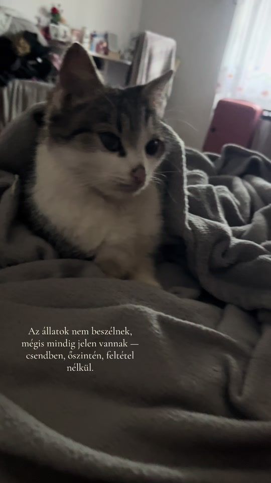 TikTok video thumbnail by _.luca.vagyoook._