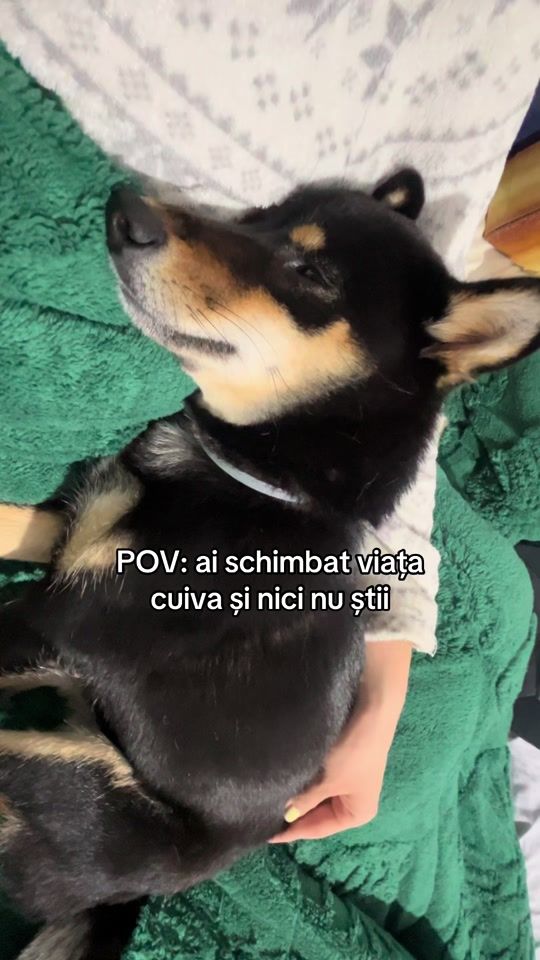 TikTok video thumbnail by karma.the.explorer