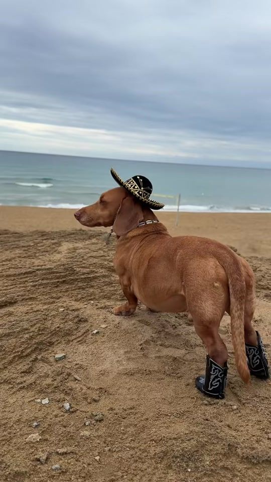 TikTok video thumbnail by biscuit.superdog