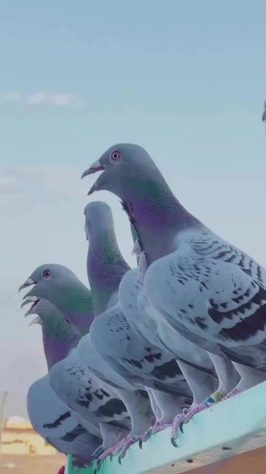 TikTok video thumbnail by sani_kaya
