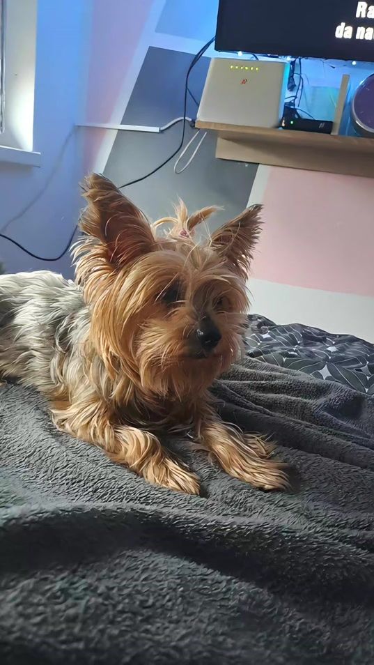 TikTok video thumbnail by vpremrl