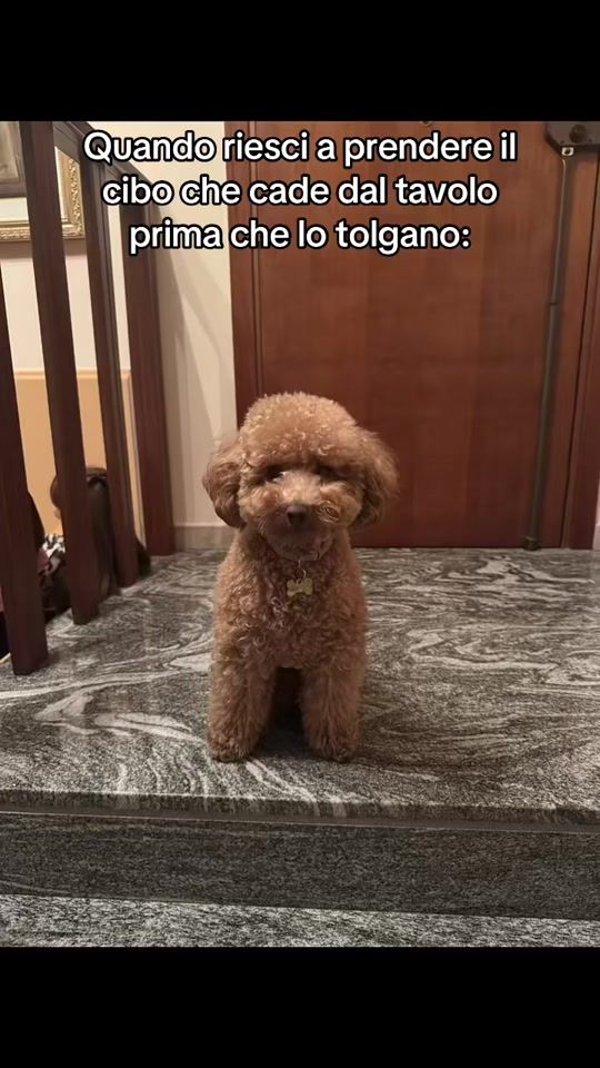 TikTok video thumbnail by ron_thepoodle_
