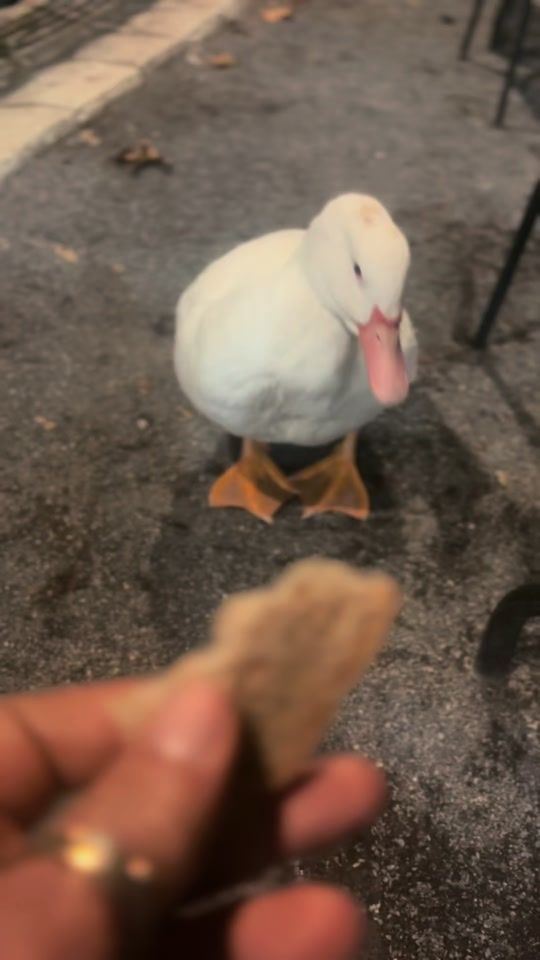 TikTok video thumbnail by __mpoullanna__