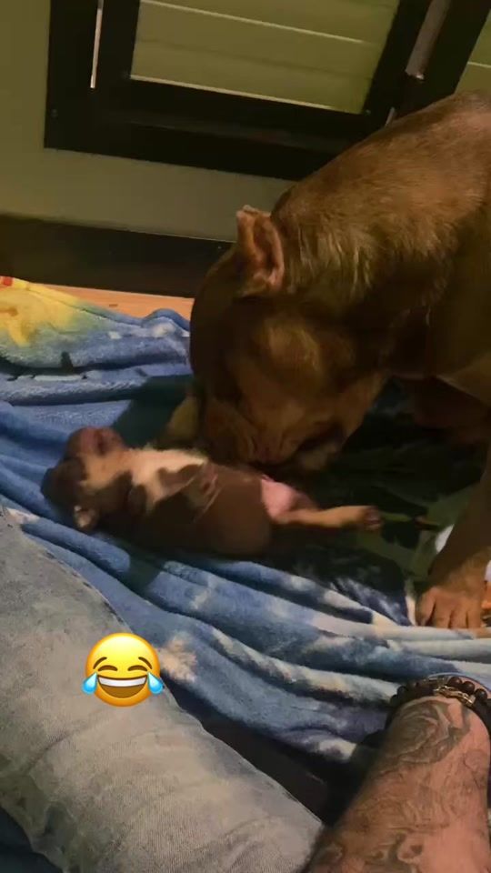 TikTok video thumbnail by pepesbika