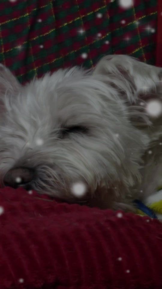 TikTok video thumbnail by billy..1