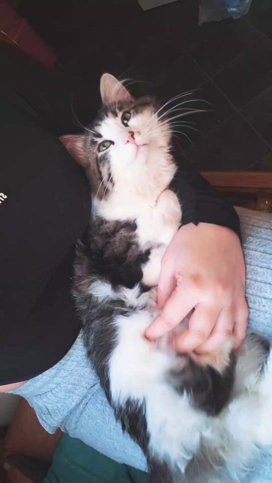 TikTok video thumbnail by lolipo1998
