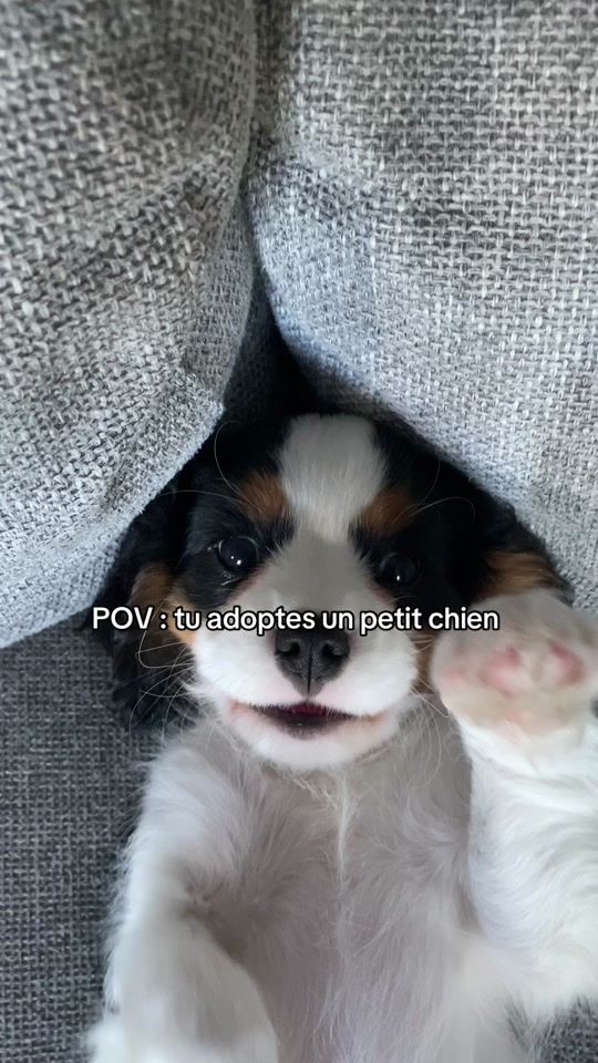TikTok video thumbnail by scottylecavalier