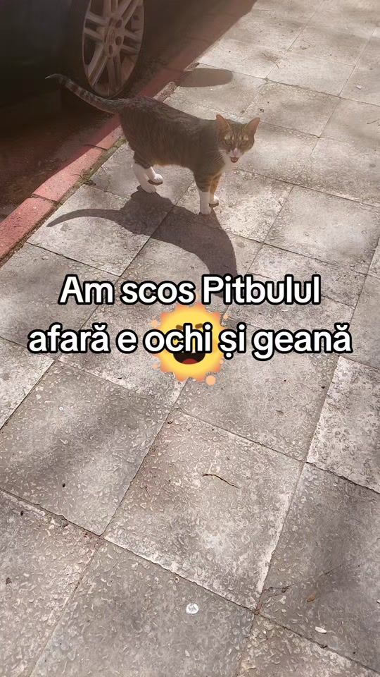 TikTok video thumbnail by monicabaciu54