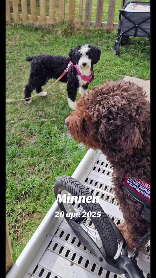 TikTok video thumbnail by mhdogs
