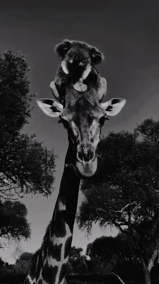 TikTok video thumbnail by motivationabo