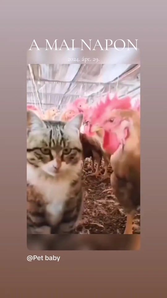 TikTok video thumbnail by wsbb_lali