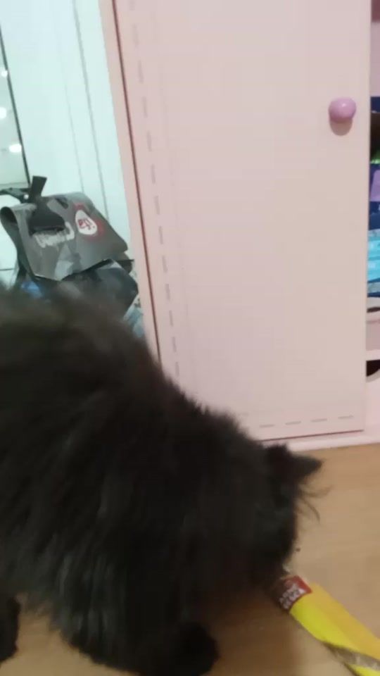 TikTok video thumbnail by oreos.uwu