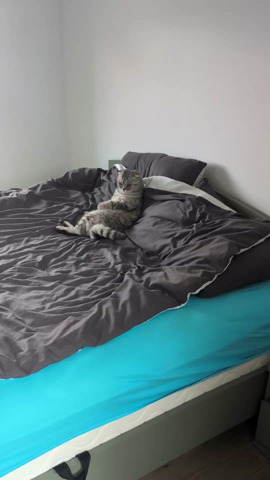 TikTok video thumbnail by dizurnikas
