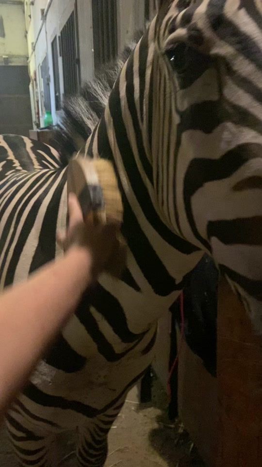 TikTok video thumbnail by carmen_corrain_