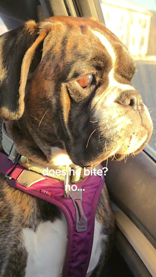 TikTok video thumbnail by lissthedog