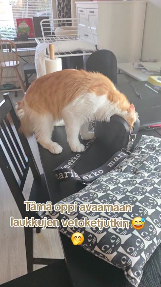 TikTok video thumbnail by cutemindrelaxingpets