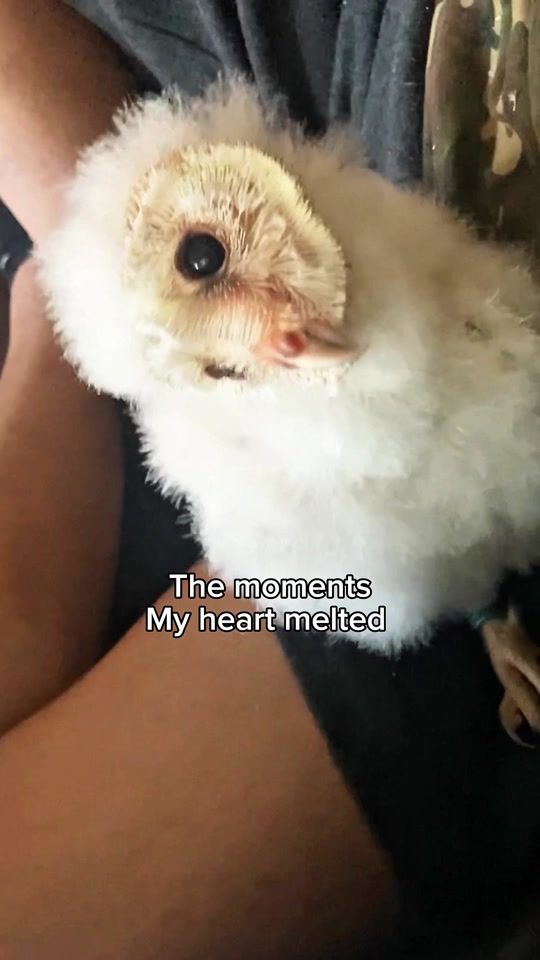 TikTok video thumbnail by aurorajorsini