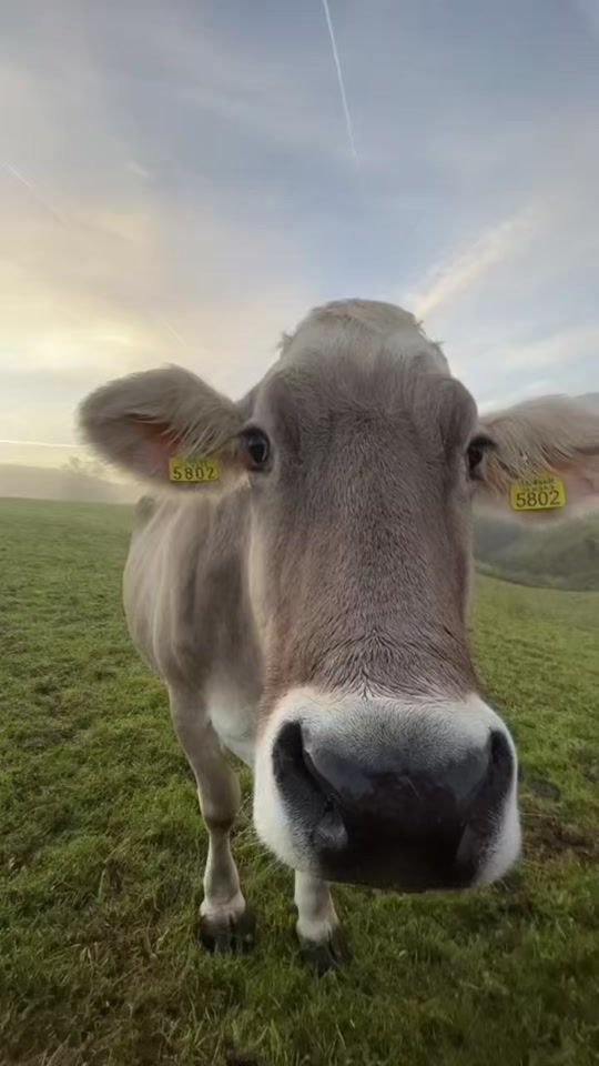 TikTok video thumbnail by ffvlix