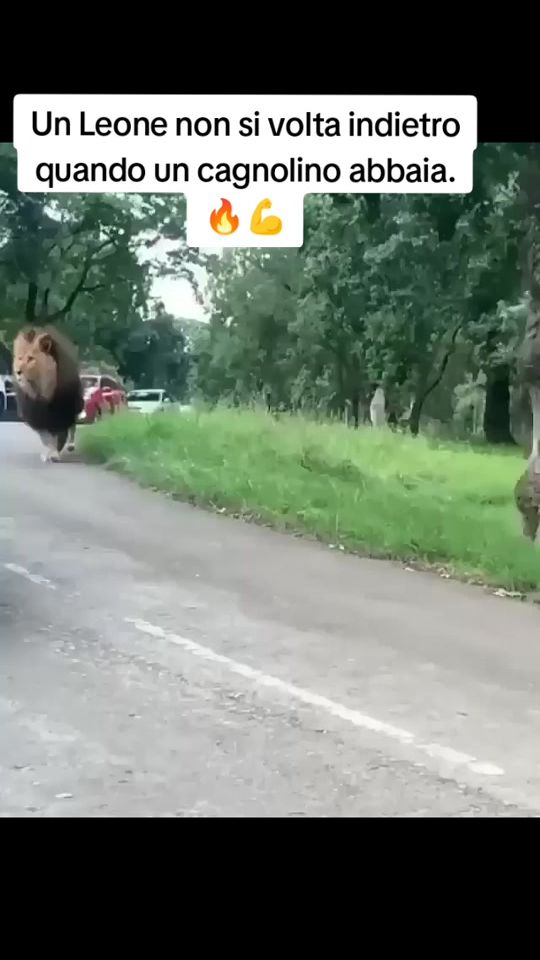 TikTok video thumbnail by vitobari7