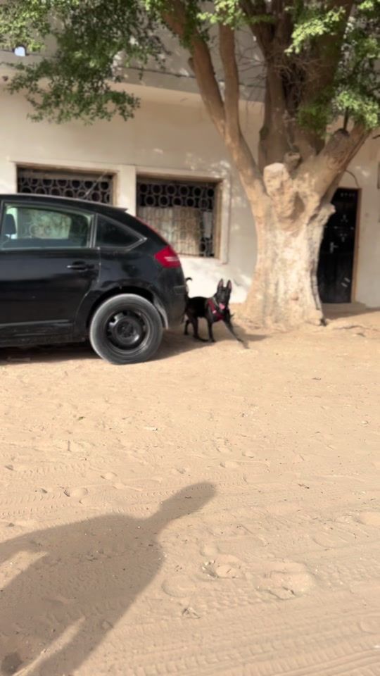 TikTok video thumbnail by animalerie_senegal