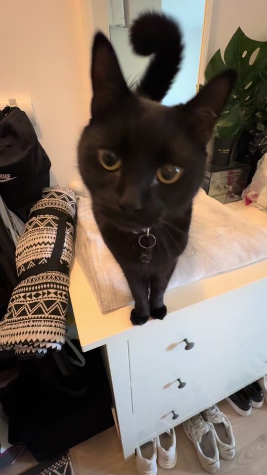 TikTok video thumbnail by miffipiffy